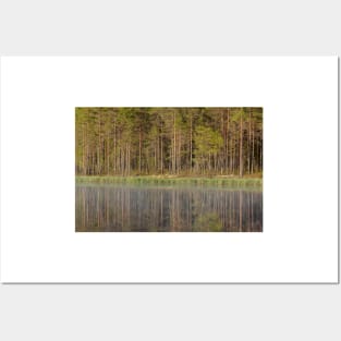 Forest reflecting to small lake at summer morning Posters and Art